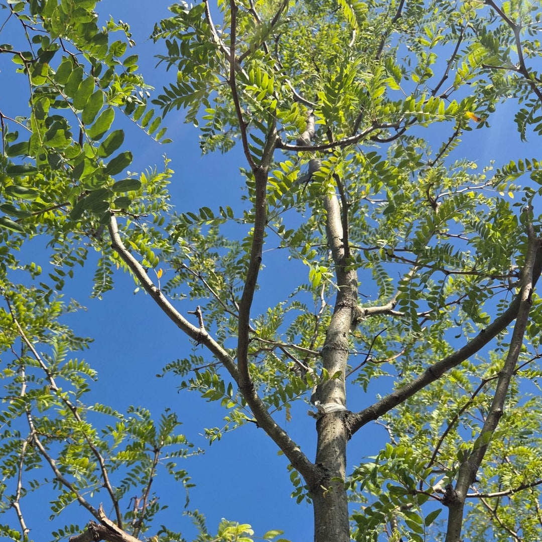 Honey Locust Skyline Tree, B&B 2" Caliper