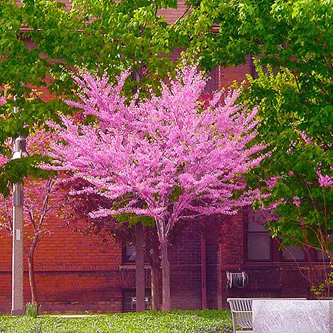 Redbud Tree, Appalachian, B&B, 2" Caliper