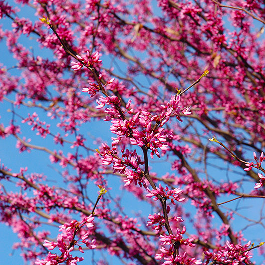 Redbud Tree, Appalachian, B&B, 2" Caliper