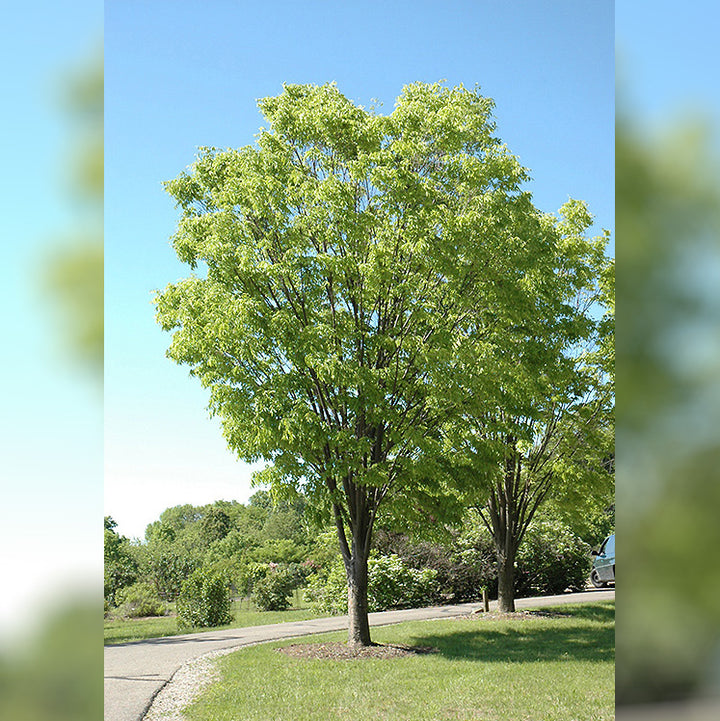 Zelkova Tree, Green Vase, B&B 2" Caliper