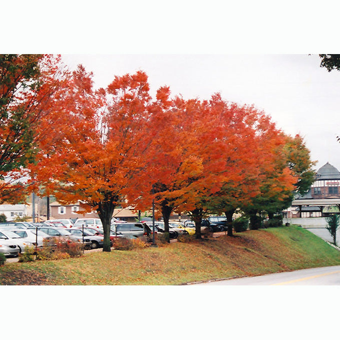 Zelkova Tree, Green Vase, B&B 2" Caliper