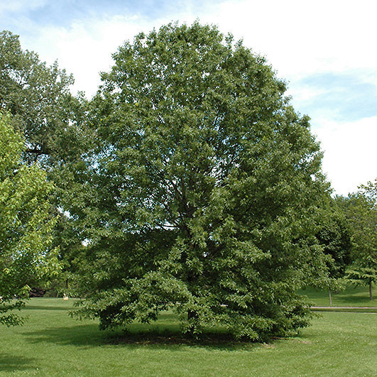 Northern Oak Tree, Pin (Hills), B&B, 3" Caliper