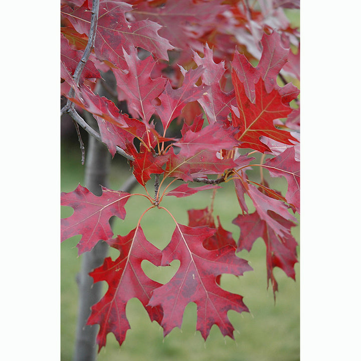 Northern Oak Tree, Pin (Hills), B&B, 3" Caliper