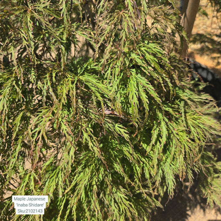 Inaba Shidare Japanese Maple Tree, 10 Gal.
