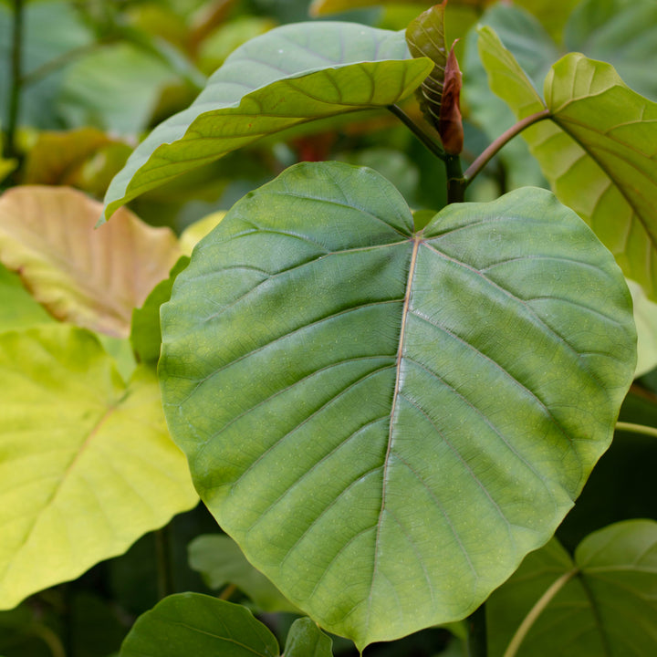 Ficus, Umbellata, Live Plant, 6 in. Pot