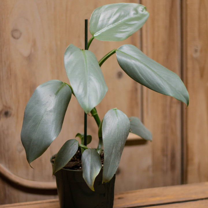 Philodendron Hastatum, Silver Sword, Live Plant, 4 in. Pot