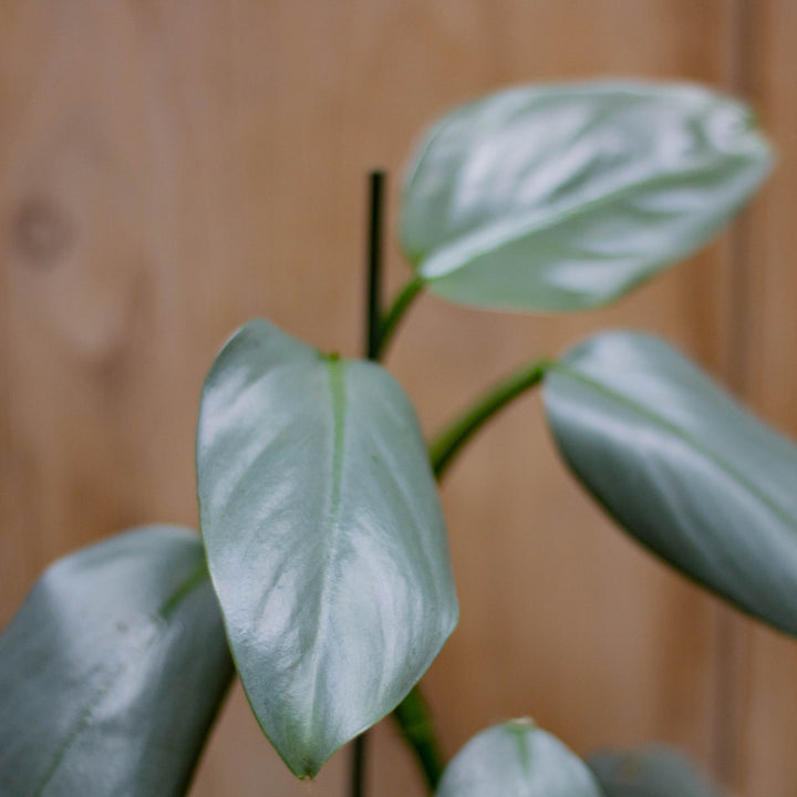 Philodendron Hastatum, Silver Sword, Live Plant, 4 in. Pot