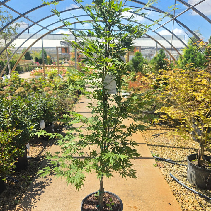 Orange Flame Japanese Maple Tree, 15 Gal.
