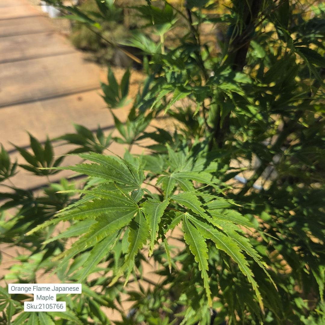 Orange Flame Japanese Maple Tree, 15 Gal.