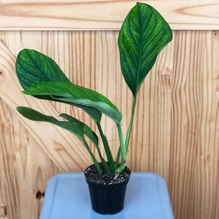 Monstera, Pinnatipartita, Live Plant, 4.5 in. Pot