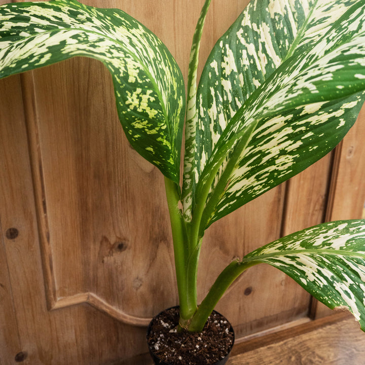 Dieffenbachia, White Etna, Live Plant, 4 in. Pot