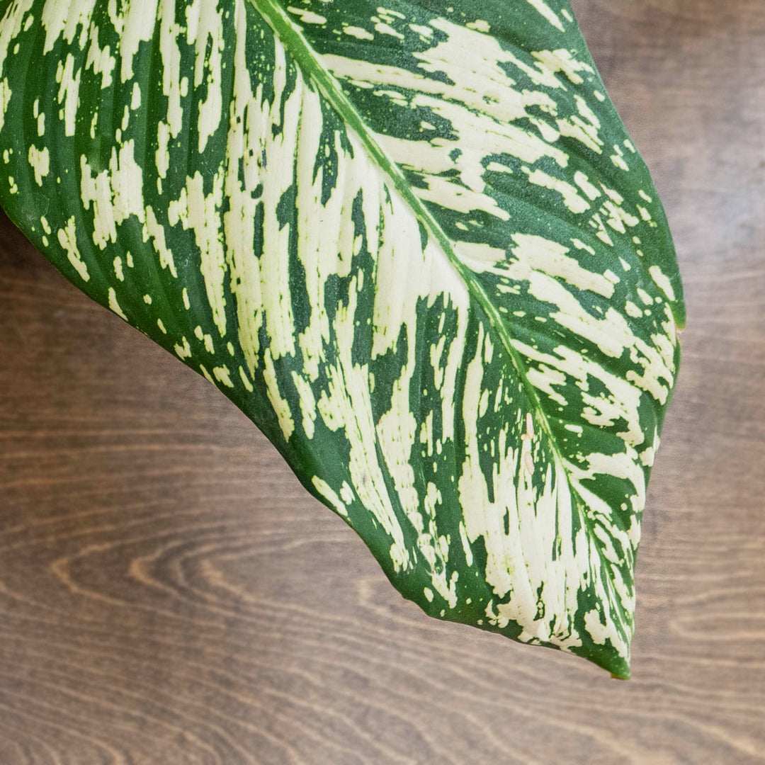 Dieffenbachia, White Etna, Live Plant, 4 in. Pot