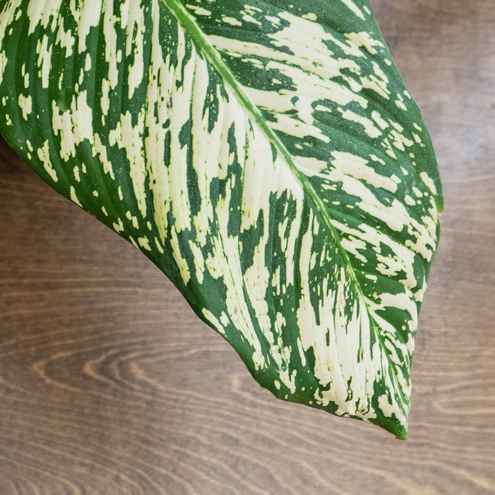Dieffenbachia, White Etna, Live Plant, 4 in. Pot