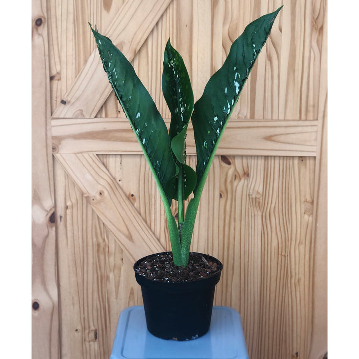 Dieffenbachia, Crocodile, Live Plant, 4.5 in. Pot