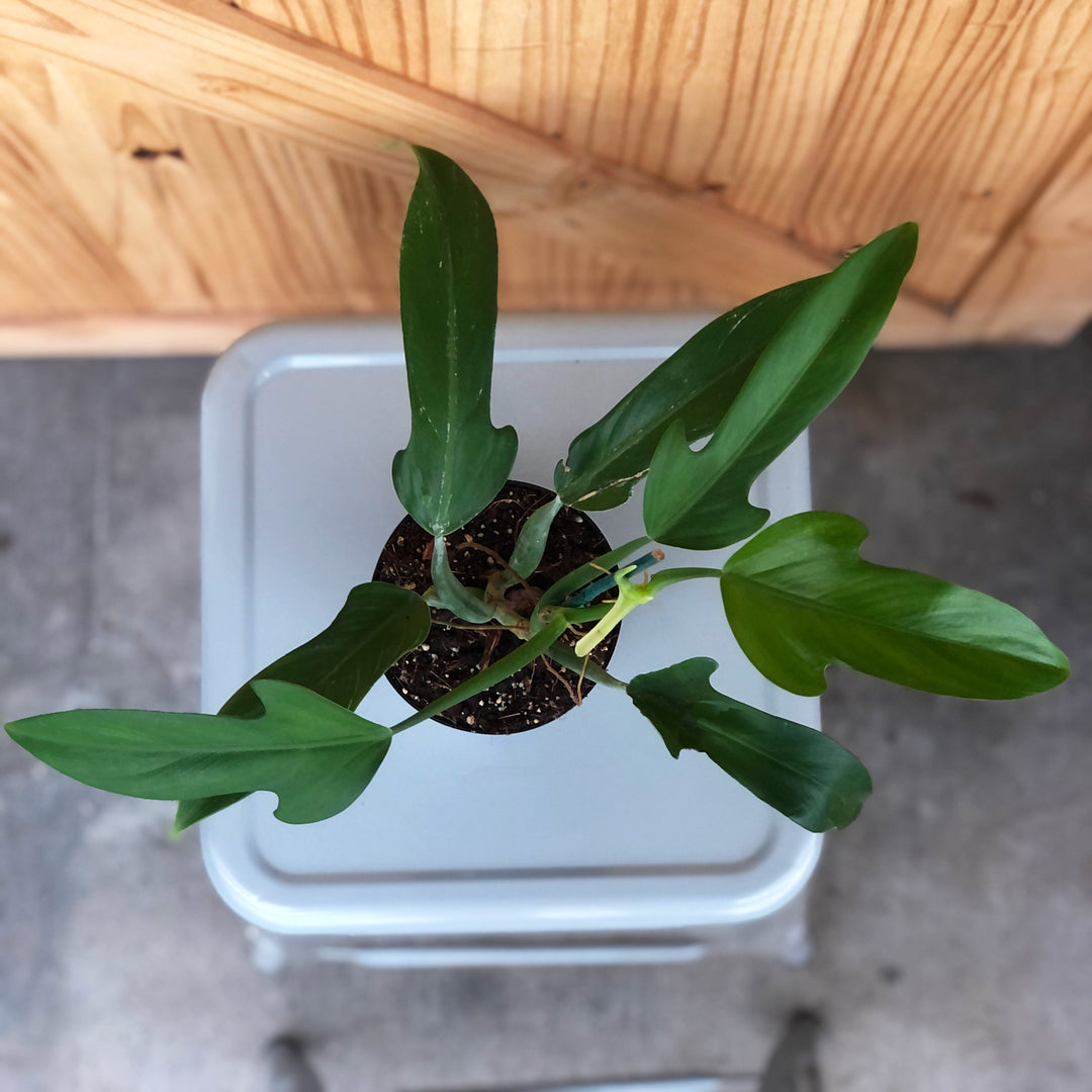 Philodendron, Panduriforme, Live Plant, 4 in. Pot