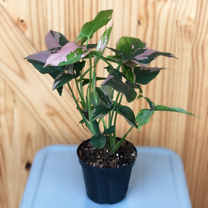 Syngonium, Pink Splash, Live Plant, 4 in. Pot