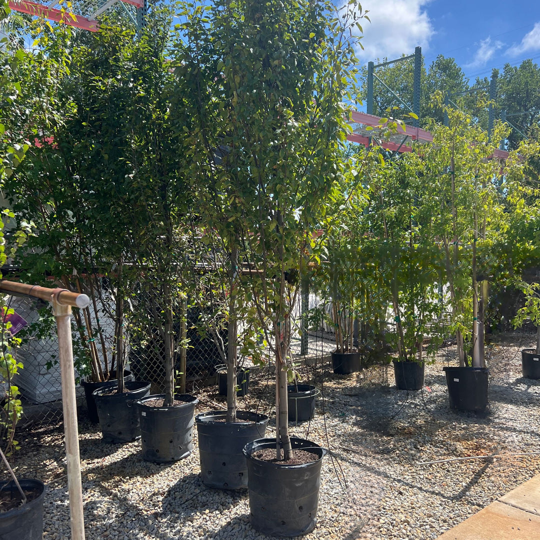 Hornbeam Tree, Columnar, 15 Gallon