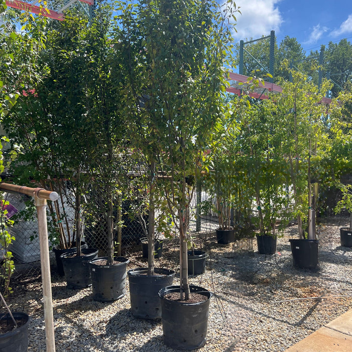 Hornbeam Tree, Columnar, 15 Gallon
