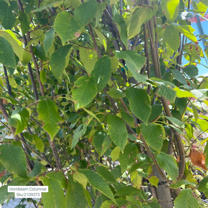 Hornbeam Tree, Columnar, 15 Gallon