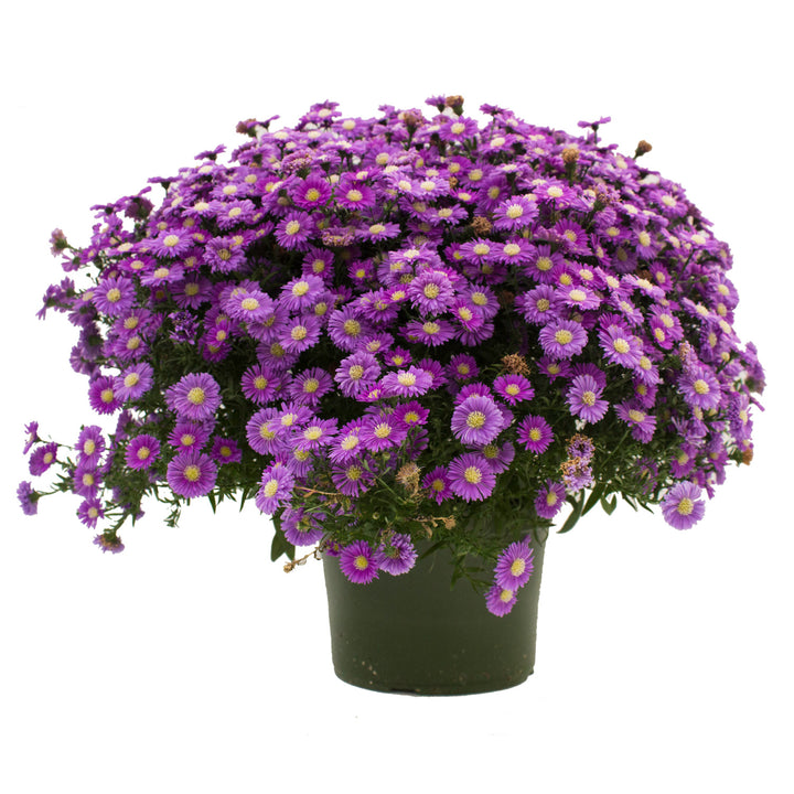 Asters, 9x6" Pot