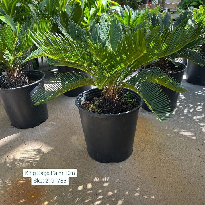 King Sago Cycas Palm, 10in Pot