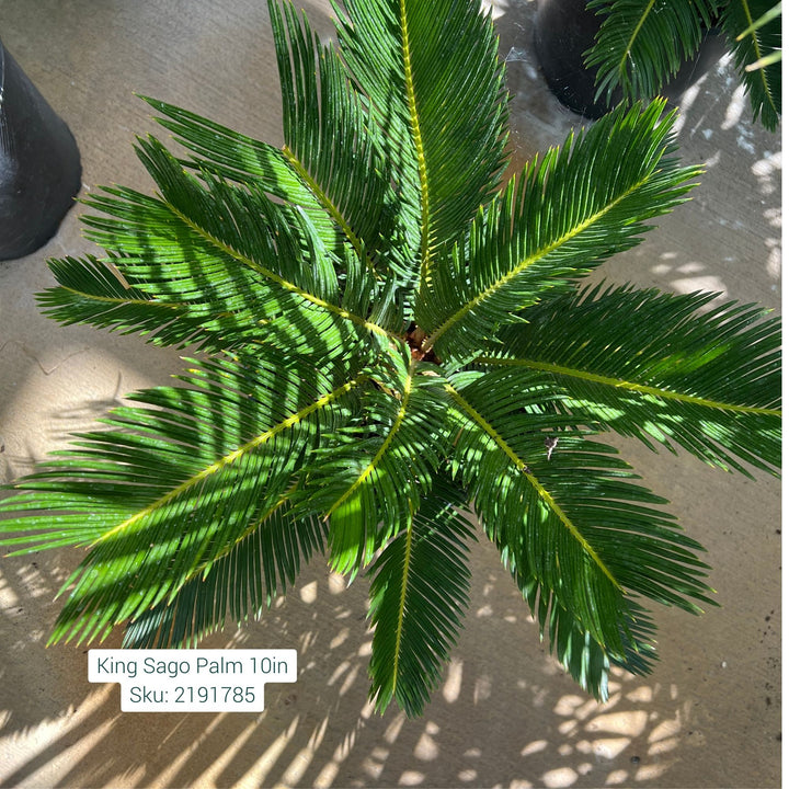 King Sago Cycas Palm, 10in Pot