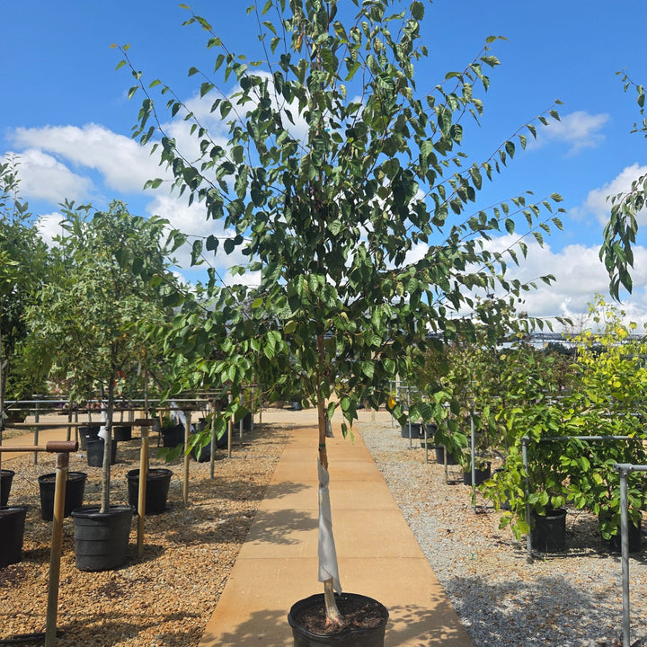 Whitebarked Himalayan Birch Tree, 15 Gal.