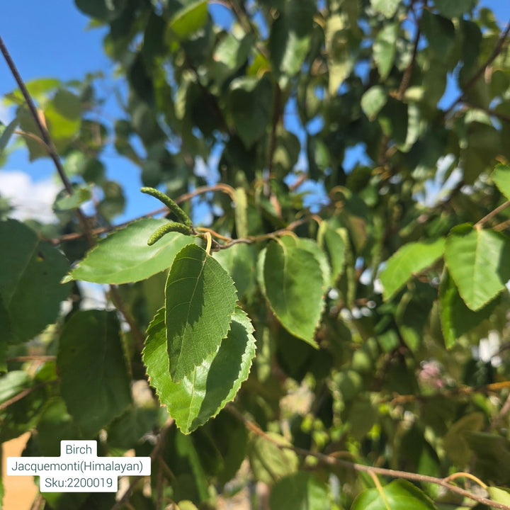 Whitebarked Himalayan Birch Tree, 15 Gal.