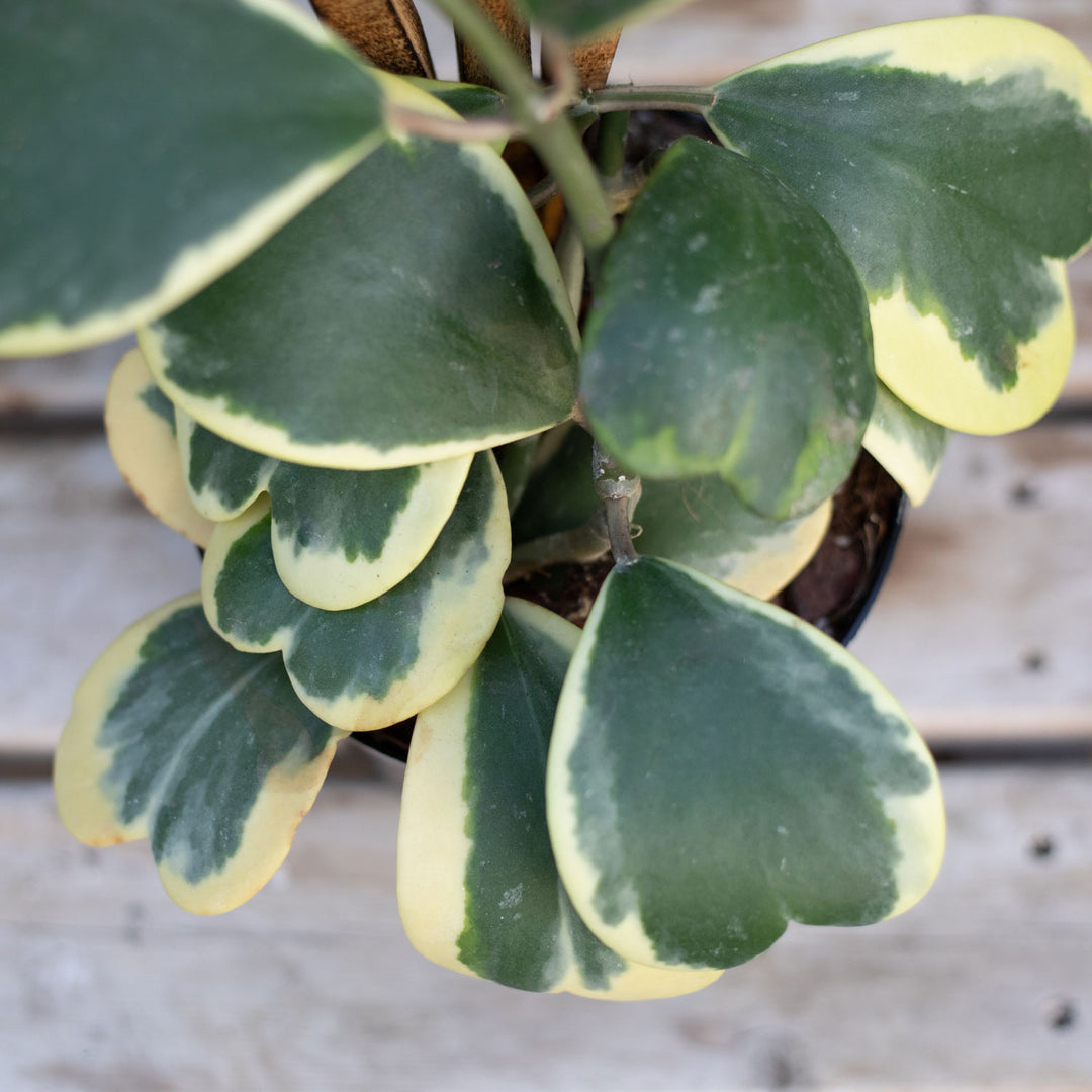 Hoya, Kerri Albomarginata, Live Plant 6" Pot