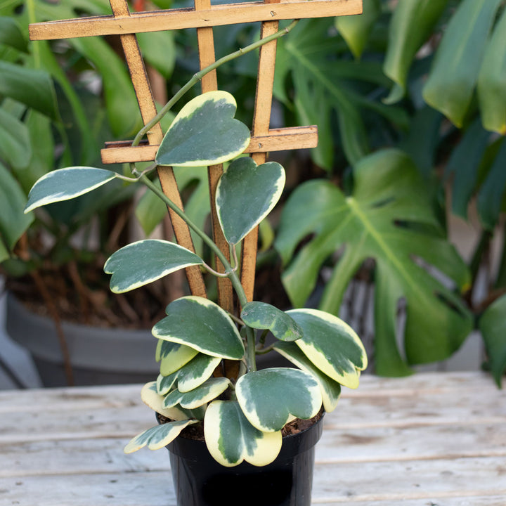 Hoya, Kerri Albomarginata, Live Plant 6" Pot