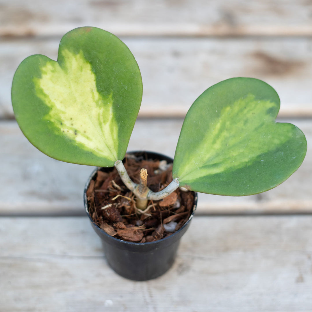 Hoya, Kerri Albomarginata (INR VAR), Live Plant 4.5" Pot