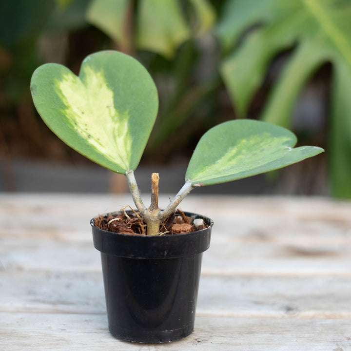 Hoya, Kerri Albomarginata (INR VAR), Live Plant 4.5" Pot