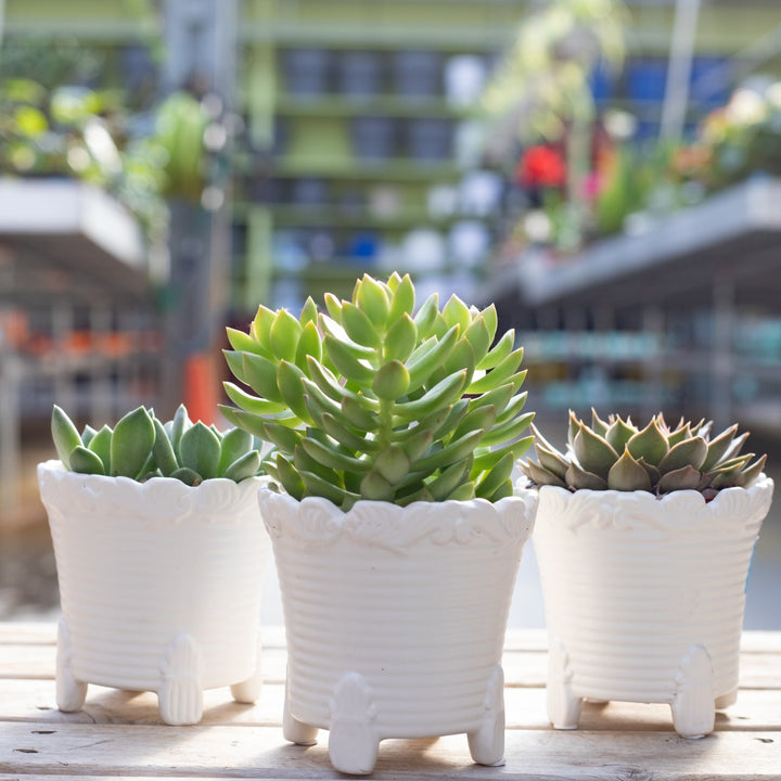 Houseplant (Varieties Vary), Live Plant w/ 4" Ceramic Pot