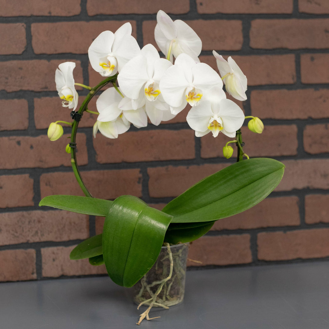 Orchid, Infinity Style, Live Plant 5" (Colors Vary)