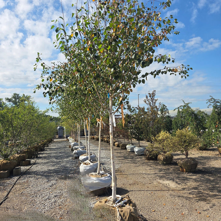 Jacquemontii Birch Tree, B&B 2"