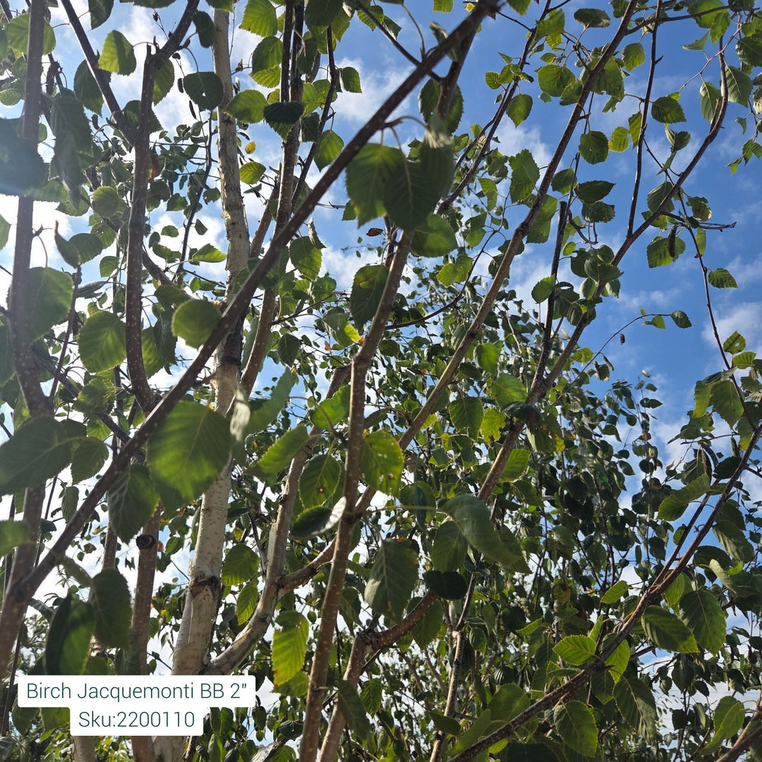 Jacquemontii Birch Tree, B&B 2"