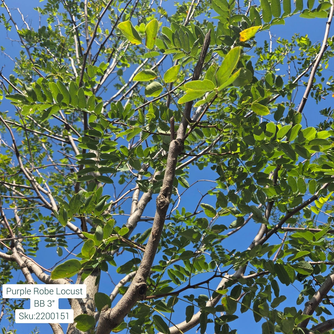 Robinia Black Locust Tree, B&B 3" Caliper