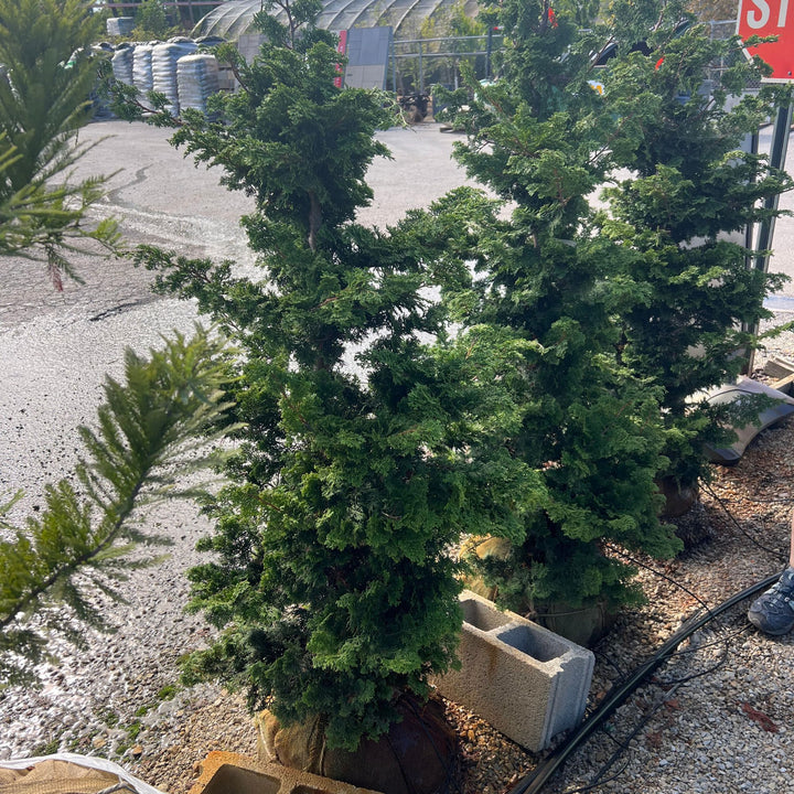 Hinoki Cypress Tree, B&B 4-5ft