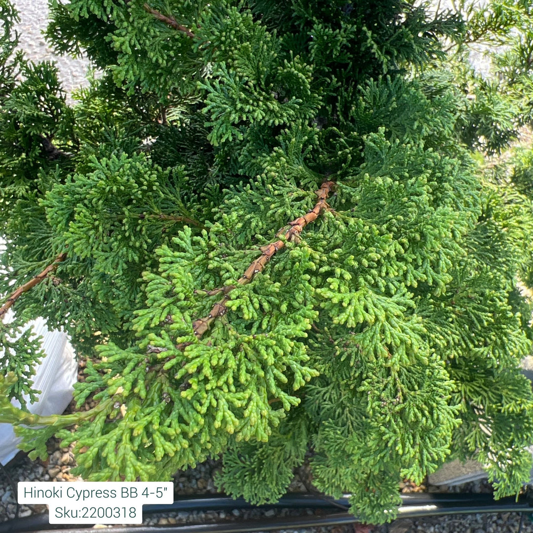 Hinoki Cypress Tree, B&B 4-5ft