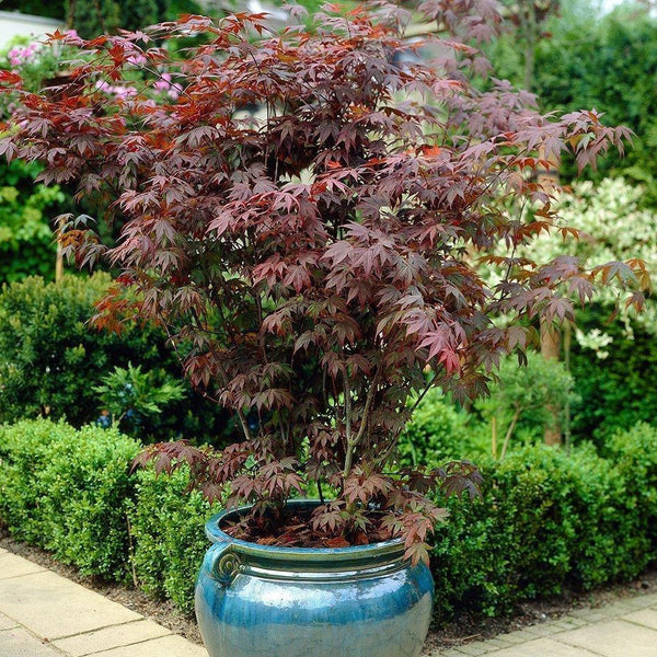 Japanese Bloodgood Maple Tree, 7 Gal.