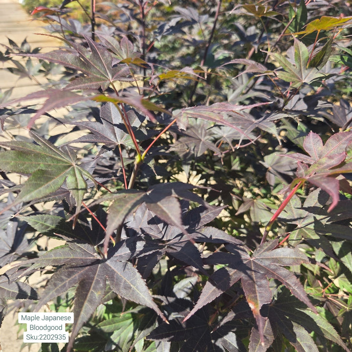 Japanese Bloodgood Maple Tree, 7 Gal.