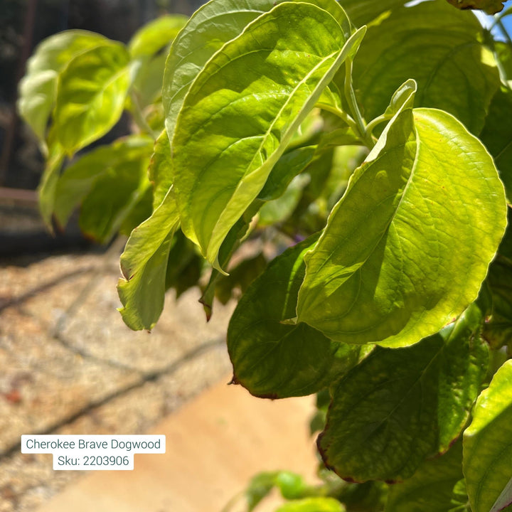 Dogwood Cherokee Brave, 7 Gal