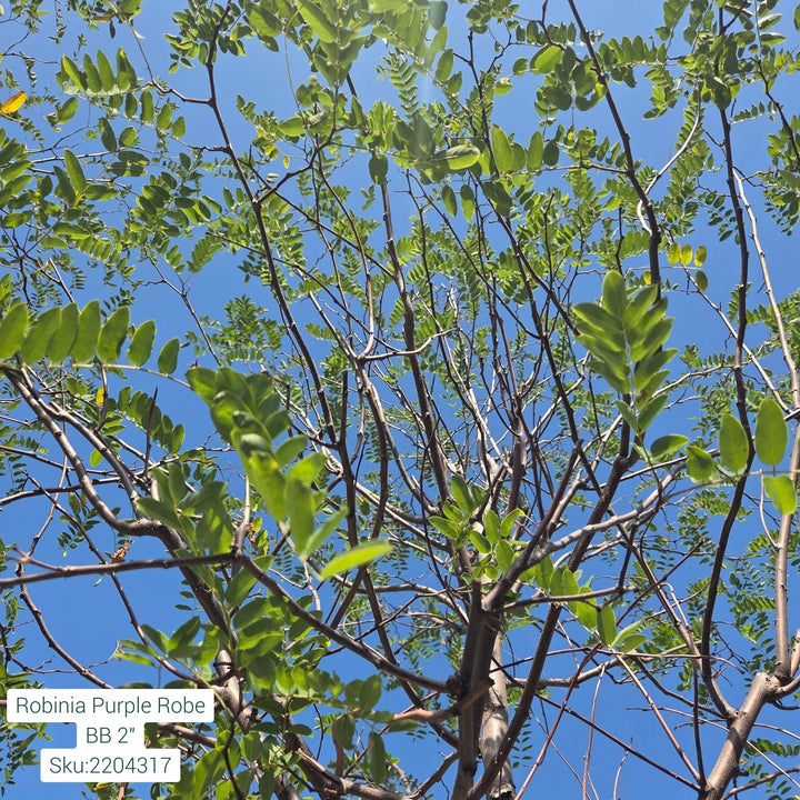 Robinia Black Locust Tree, B&B 2" Caliper