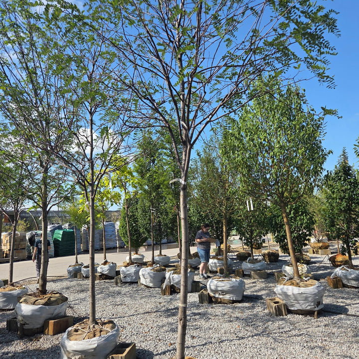 Robinia Black Locust Tree, B&B 2" Caliper