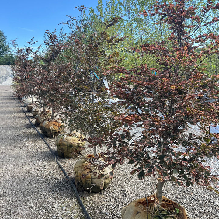 Tricolor Beech Tree, B&B 1.5" Caliper