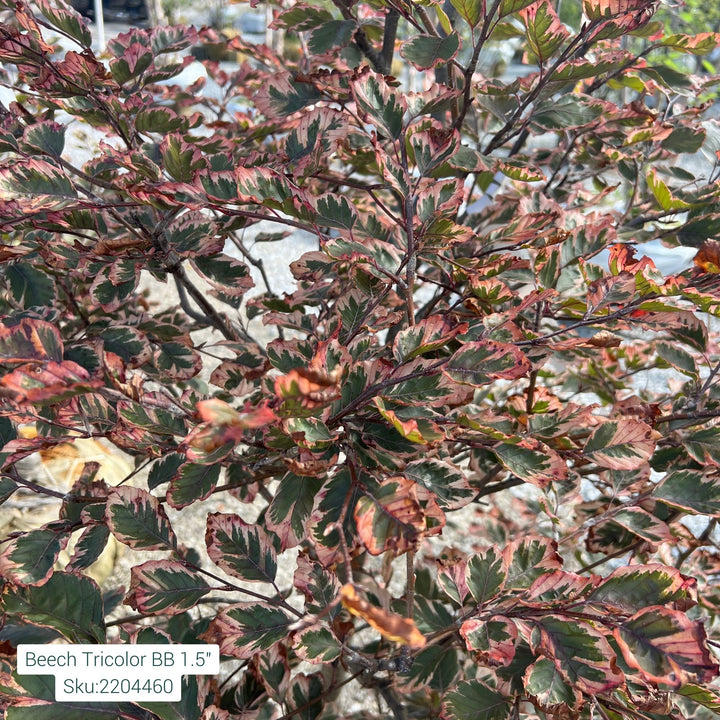Tricolor Beech Tree, B&B 1.5" Caliper