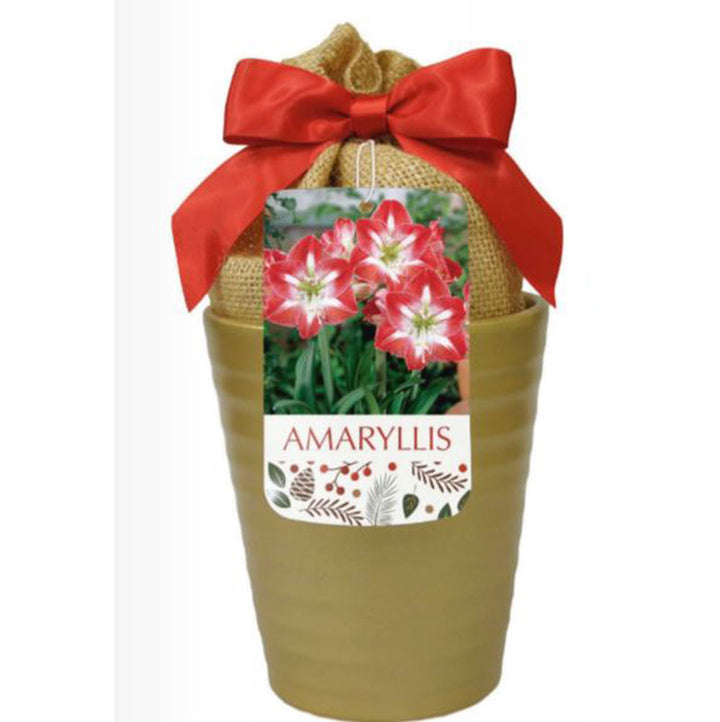 Netherland Bulb, Amaryllis, Minerva In Gold Ceramic Planter