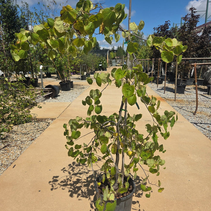 Redbud Forest Covey Tree, 7 Gal.