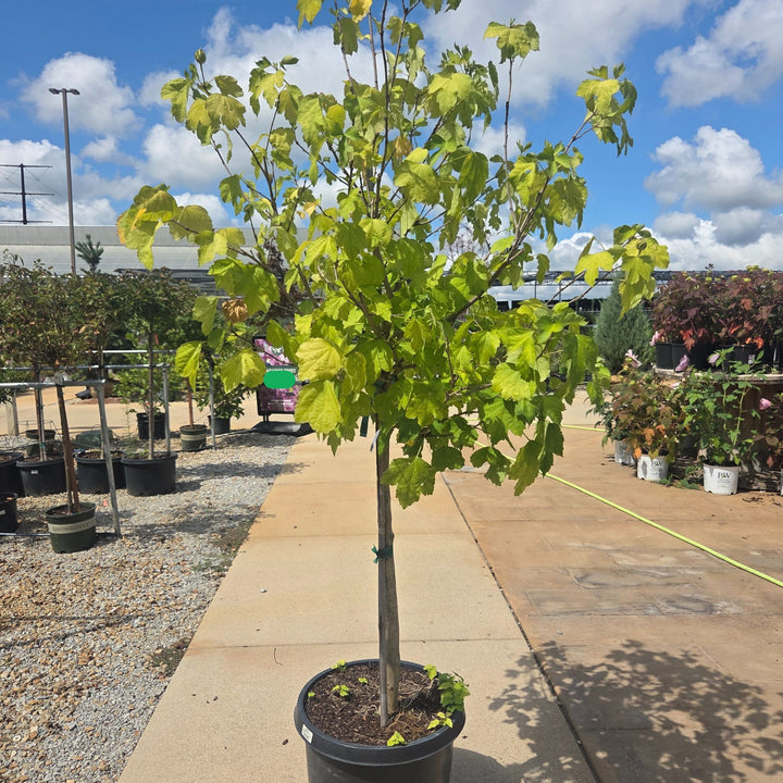 Hibiscus Full Blast Tree, 15 Gal.
