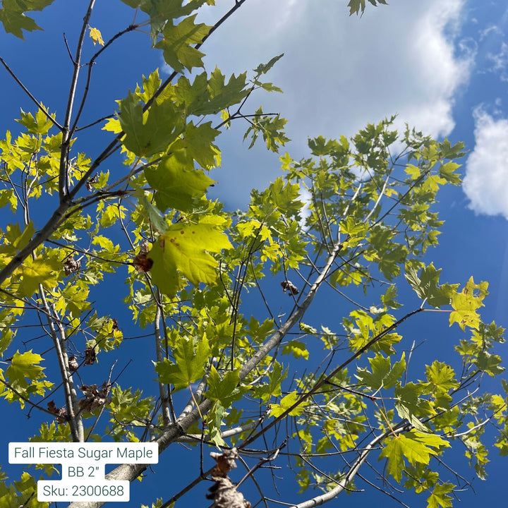 Sugar Maple Tree, B&B 2" Caliper